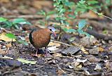 Asian Emerald Doveborder=